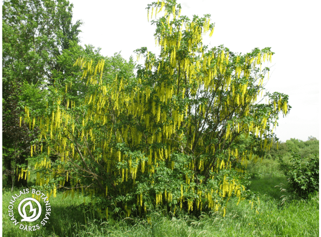 Laburnum alpinum